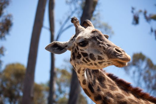 Close-up of a Majestic Giraffe Head with Narrow Depth of Field.