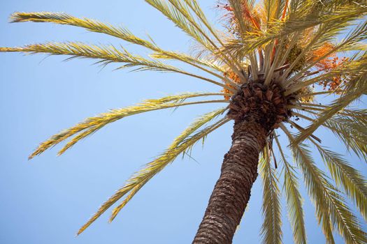 Palm Tree Abstract Against the Blue Sky.