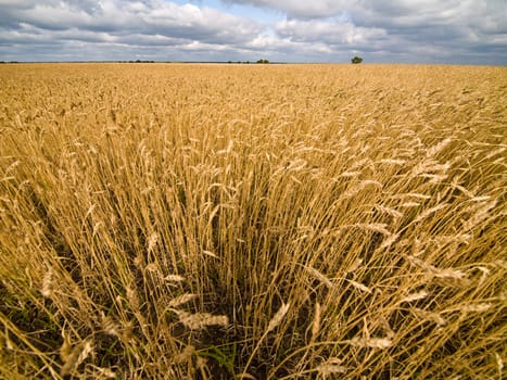 Landscape with cornfield under dramatic leaden sky. Wide angle shot