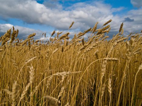 Close up shot of cornfield