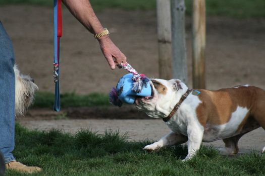 Cute puppy bulldog playing with the toys. 