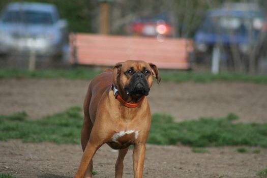 Close up of a boxer dog. 