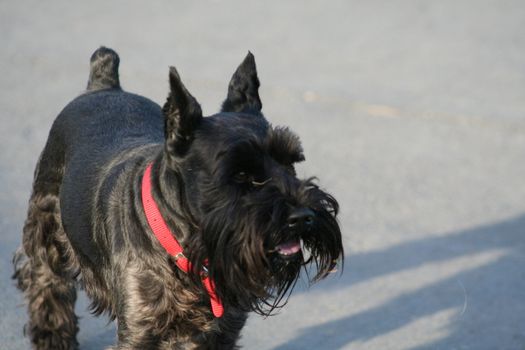 Close up of a Scottish Terrier dog. 