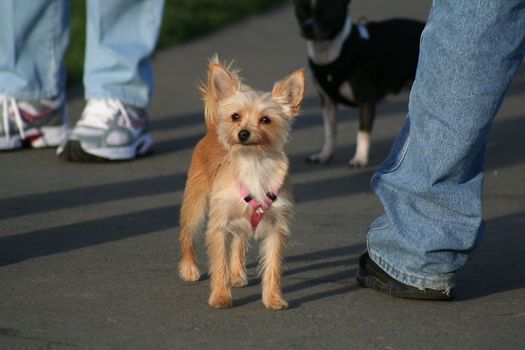 Close up of a chihuahua dog. 