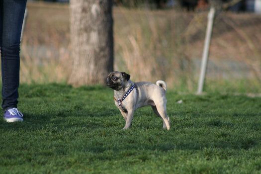 Pug outside in a park. 