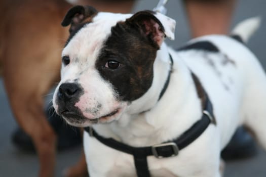 American Staffordshire Terrier dog outside in a park. 