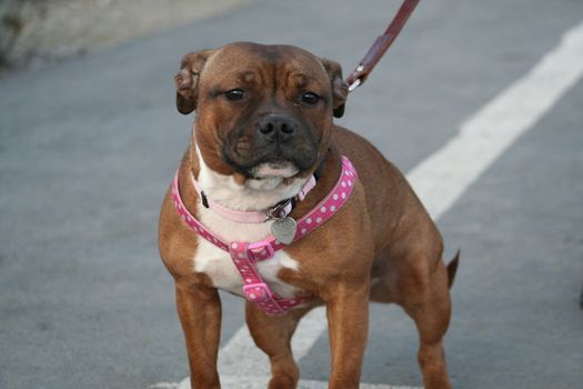 American Staffordshire Terrier dog outside in a park. 