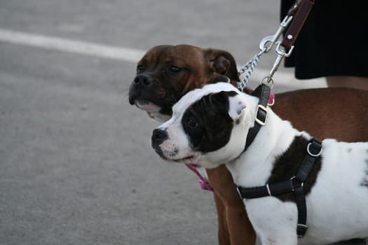 American Staffordshire Terrier dog outside in a park. 