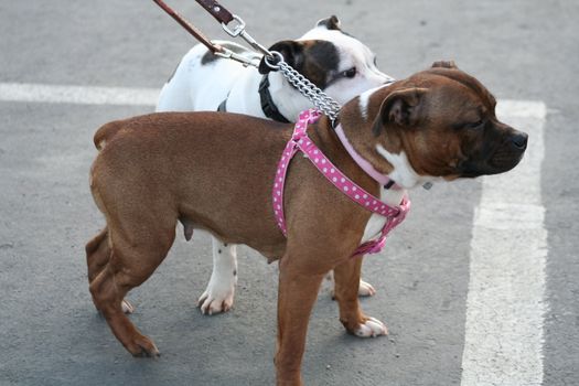 American Staffordshire Terrier dog outside in a park. 