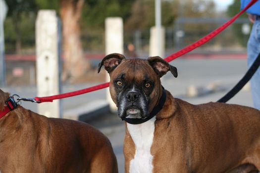 Close up of a boxer dog. 