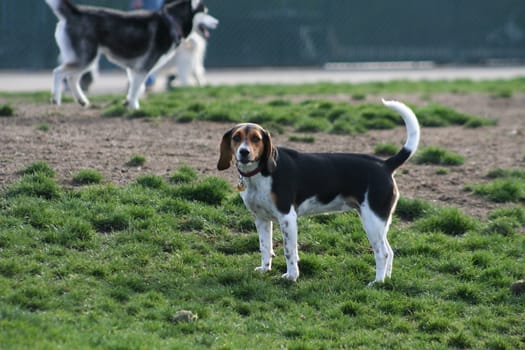 Close up of a Beagle. 