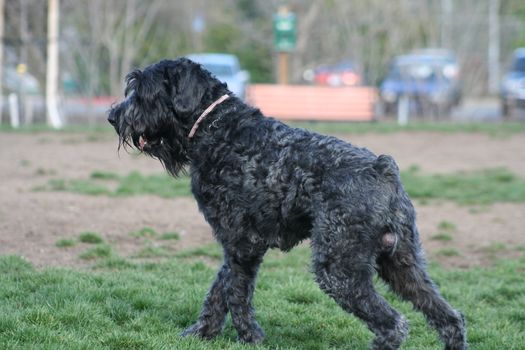 Close up of a Black Russian Terrier dog. 