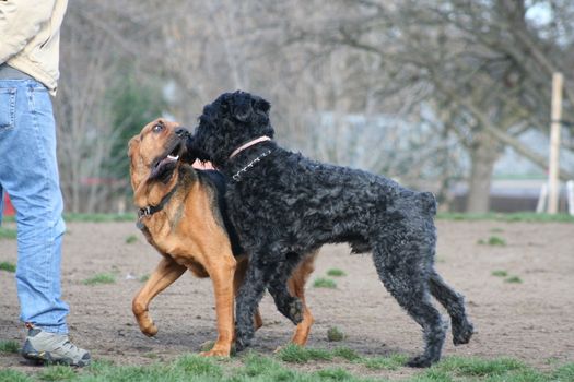 Bloodhound and Black Russian Terrier dogs playing.