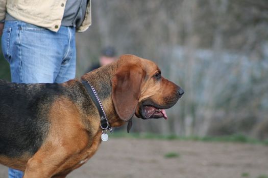 Close up of a Bloodhound  dog. 