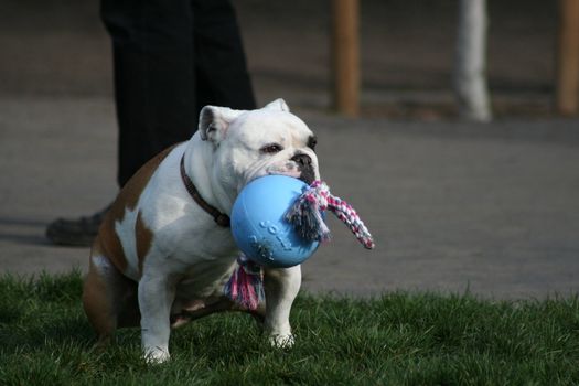 Cute puppy bulldog playing with the toys. 