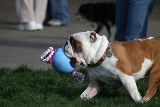 Cute puppy bulldog playing with the toys. 