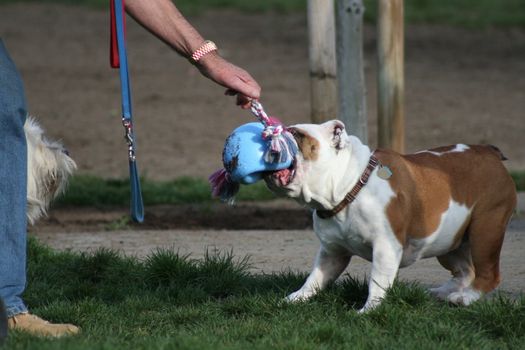 Cute puppy bulldog playing with the toys. 