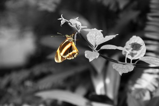 Butterfly in natural surrounds, but colored to stand out.