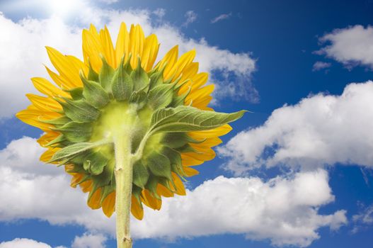 Sunflower Soaking Up The Sun Rays Against a Deep Blue Sky and Clouds