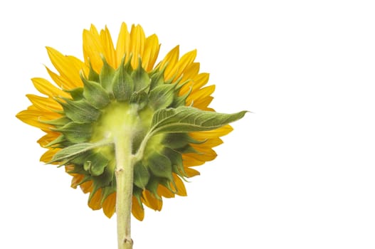 Back Side View of Large Sunflower Isolated on White Background