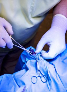 hands of a veterinarian doing surgery on an animal foot