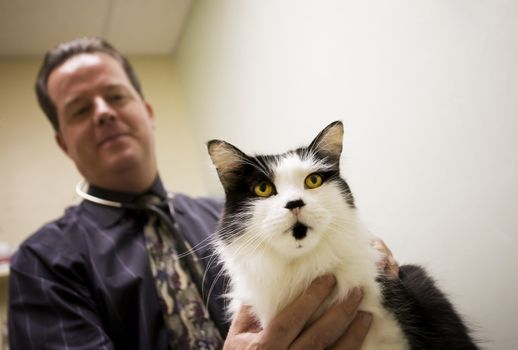 Veterinarian and a cat in clinic examination room