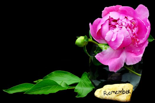 Remembrance stone with beautiful peony flower isolated on black with copyspace.
