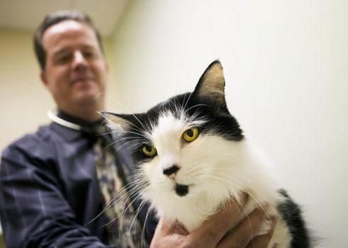 Veterinarian and a cat in clinic examination room