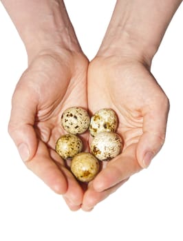 Eggs of a bird in hands on a white background