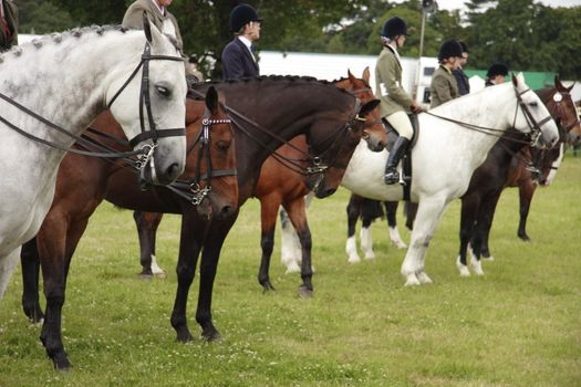 horses and riders waiting to perform at the county show