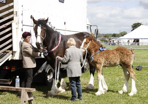mare and foal with their handlers at a county show