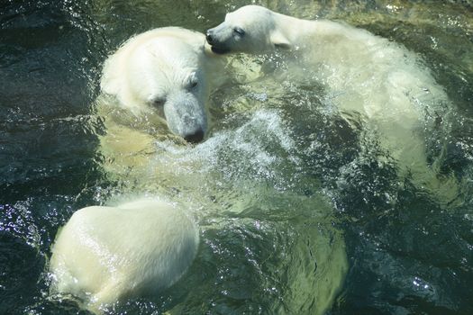 Polar bear mother playing with her cubs in water