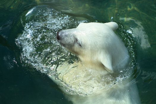 Closeup of beautiful young polar bear bathing in the water