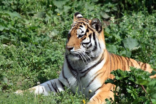 Closeup of beautiful Siberian tiger on background with green grass