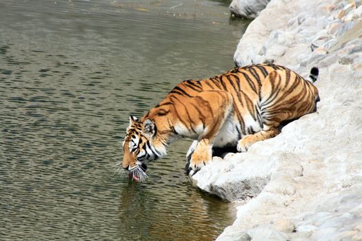 Siberian tiger taking a drink on the river bank. Horizontal image