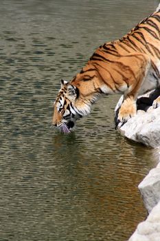 Siberian tiger taking a drink on the river bank. Vertical image