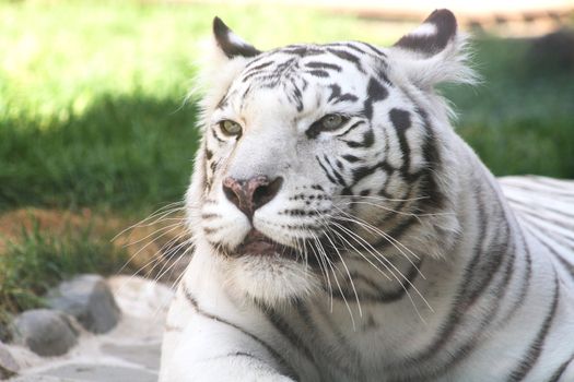 Closeup of nice white tiger muzzle. Moscow ZOO, Russia