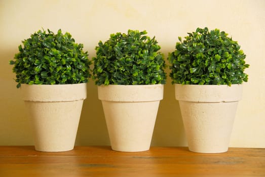 Three decorative pot plants on a wooden surface against a yellow wall.