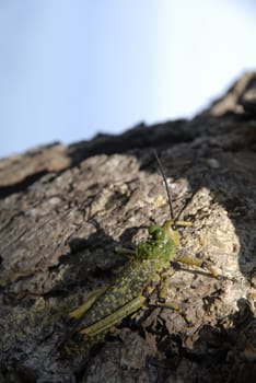 Grasshopper on a tree catching the morning sun