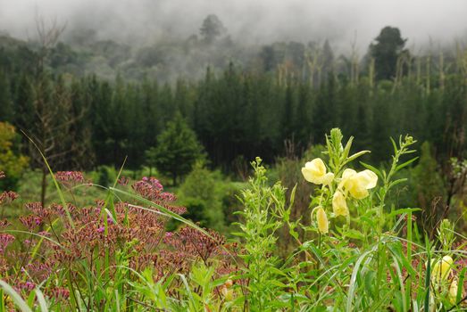 Misty Mountain Morning showing wild flowers