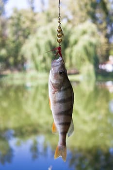 River Perch catching on spinning