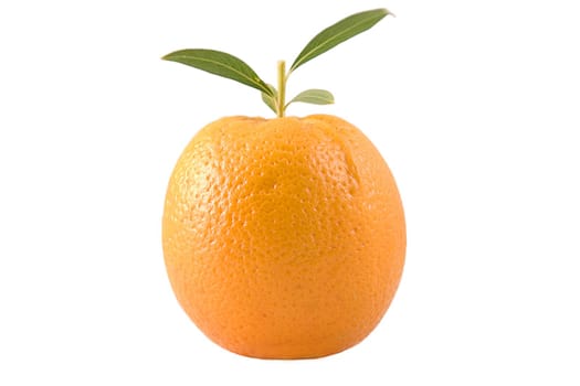 front view of orange with green leaves