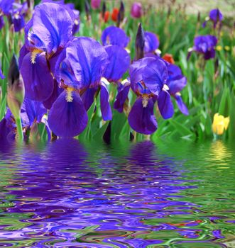 alive blue irises in water