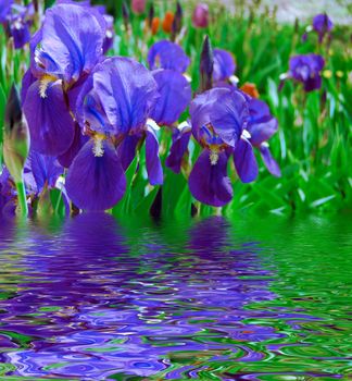garden blue irises and reflection water
