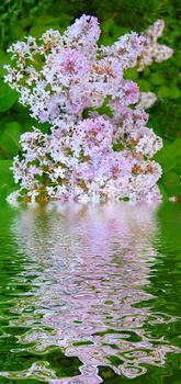 lilac and reflection in water