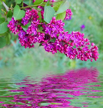 branch of lilac and reflection in water