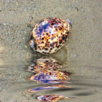seashell over wet sand near water