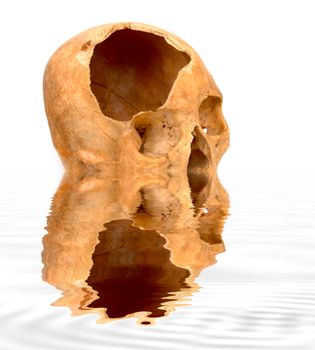 Old broken skull against white with reflection in water