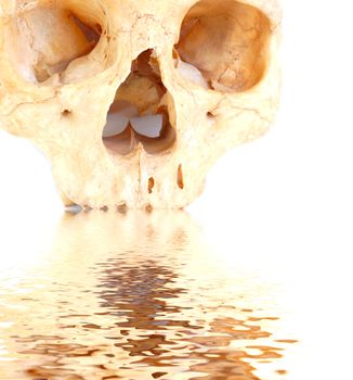 Old broken skull against white with reflection in water