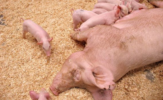 A group of hungry piglets fighting to get their fair share of milk.